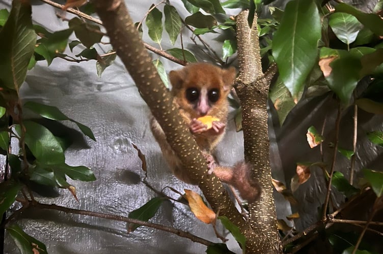 Goodman's mouse lemur, Shaldon Wildlife Trust